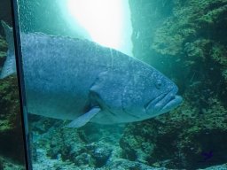 Haus des Meeres 13.03.2026